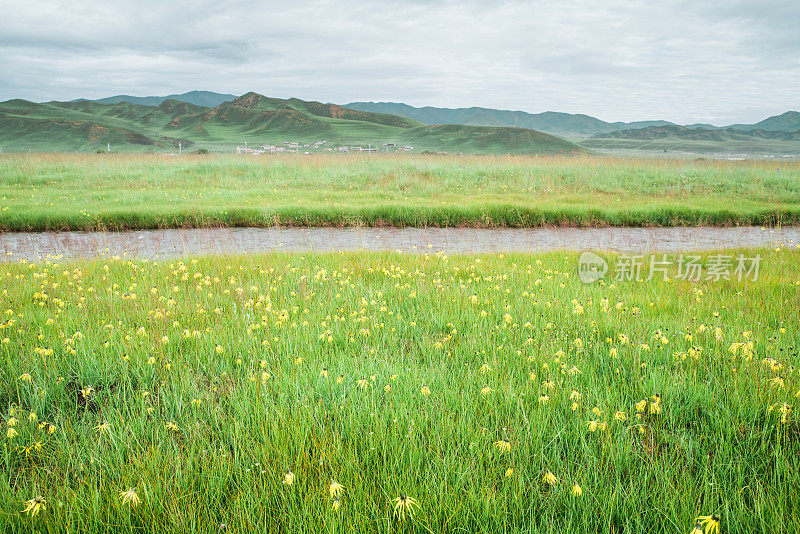 Cremanthodium Benth(垂头菊) growing in plain